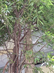 Ficus maclellandii