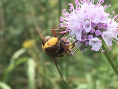 Volucella zonaria