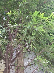 Ficus maclellandii