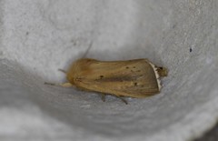 Sesamia nonagrioides