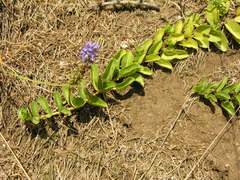 Veronica allionii