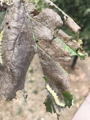 Hyphantria cunea