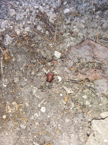 Asiatic Garden Beetle photo 4