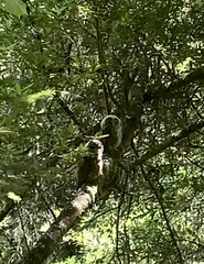 Strix occidentalis caurina