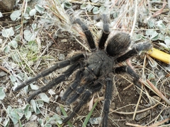 Grammostola