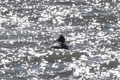 Somateria mollissima