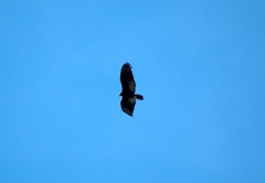 Cathartes melambrotus