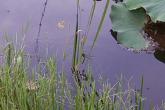 Anaciaeschna martini