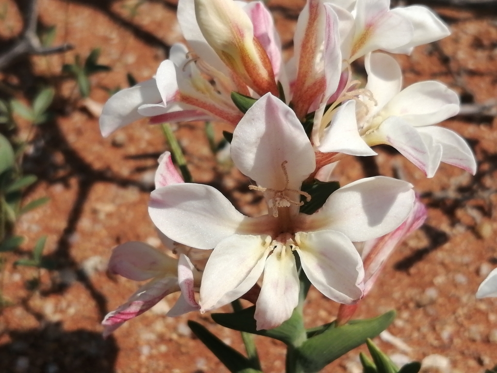 Lapeirousia spinosa