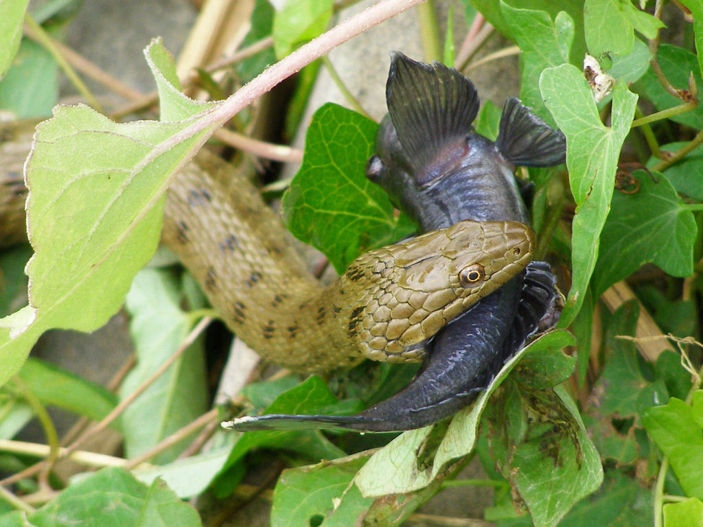 Tessellated Water Snake (Natrix tessellata) · iNaturalist