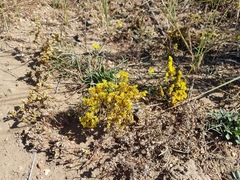Limonium aureum