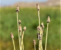 Eleocharis atropurpurea