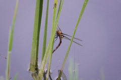 Anaciaeschna martini