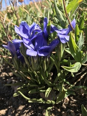 Gentianopsis thermalis