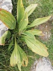 Gentiana lutea