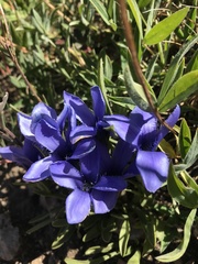 Gentianopsis thermalis