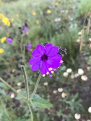 Mirabilis melanotricha