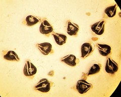 Eleocharis atropurpurea