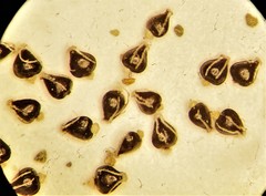 Eleocharis atropurpurea
