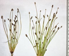 Eleocharis atropurpurea