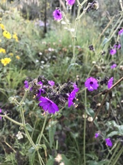 Mirabilis melanotricha