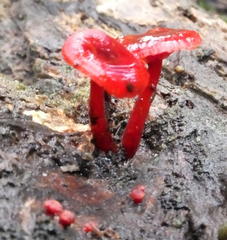 Cruentomycena viscidocruenta