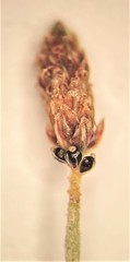 Eleocharis atropurpurea