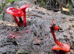 Cruentomycena viscidocruenta