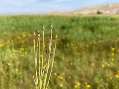 Eleocharis atropurpurea