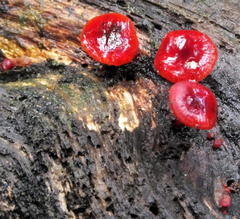 Cruentomycena viscidocruenta