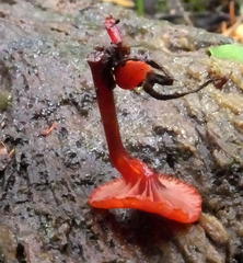 Cruentomycena viscidocruenta