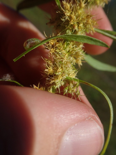 Rumex maritimus iNat (1)
