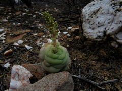 Crassula hemisphaerica