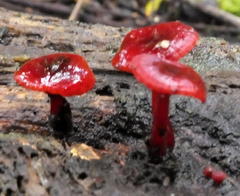 Cruentomycena viscidocruenta