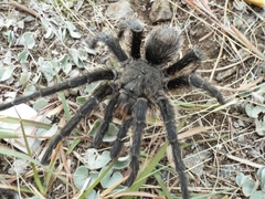 Grammostola