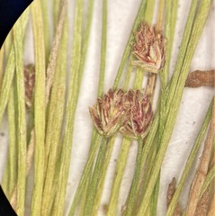 Eleocharis atropurpurea