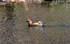 Aix galericulata