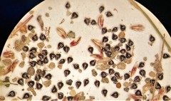 Eleocharis atropurpurea