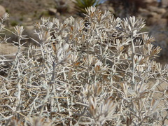 Tetradymia stenolepis