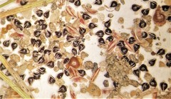 Eleocharis atropurpurea