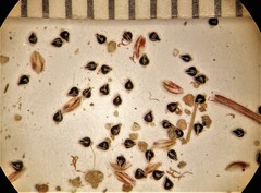 Eleocharis atropurpurea