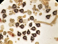 Eleocharis atropurpurea