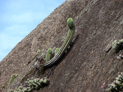 Coleocephalocereus fluminensis
