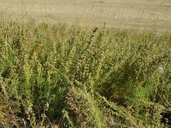 Artemisia adamsii