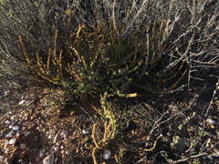 Crassula muscosa muscosa