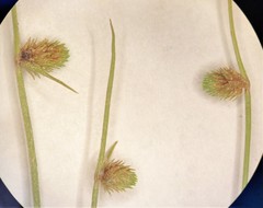 Cyperus aristulatus