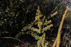 Crassula muscosa muscosa