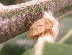 Cassida granulicollis