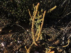 Crassula muscosa muscosa