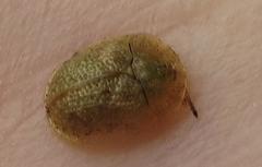 Cassida granulicollis